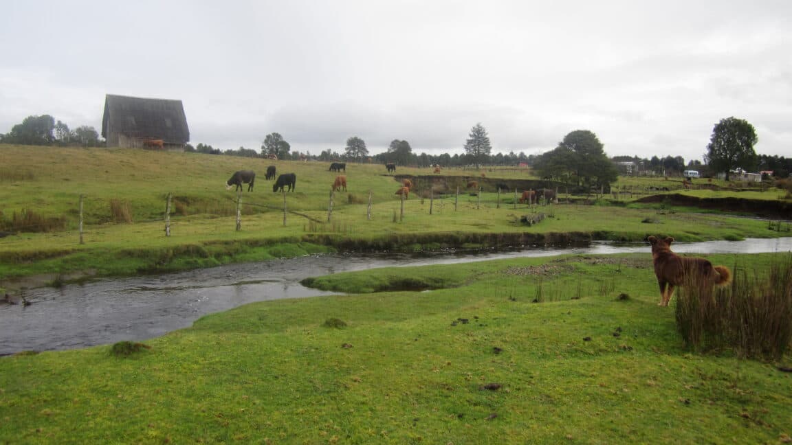 Archaeological site of Monte Verde in southern Chile.